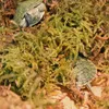Repti-Zoo Chiles Sphagnum-Moos - 4,5 l für Terrarien Produktbild-Vorschau 5