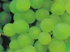 Vitis vinifera Venus - kernarme grünweiße Weintraube Produktbild-Vorschau 2