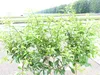 Citrus Yuzu 130 - 150 cm, Zitronenbaum Zitrone, japanische Produktbild-Vorschau 3
