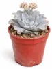 Echeveria "Ballet Dancer" - Echeveria rara - rarità - vaso Anteprima dell’immagine prodotto 2
