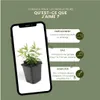 Plants by Frank | 48 Plantes de millepertuis | Hypericum Voir les images du produit 5