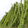 Humulus lupulus 'Nordbrau', chmeľ, výška 45-50 cm, Náhľad obrázku produktu 3