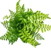 Asplenium dimorphum Parvati - Variétés spéciales de Voir les images du produit 3