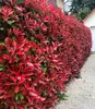 A hedge of Photinia 'Red Robin' plants with bright red new leaves and some green older leaves, bordering a gravel path next to a house with a garage door. Produktbild-Vorschau