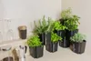 A collection of potted herbs on a kitchen counter, with a coffee maker and glasses in the background. Produktbild-Vorschau