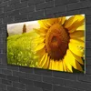 Acrylglasbilder 100x50 Wandbild Druck Sonnenblume Pflanzen Produktbild-Vorschau 2