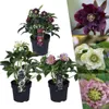 Planten van Frank | Set van 3 kerstrozen (mix) | Helleborus Productafbeelding-voorbeeld 1