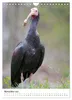 Der Waldrapp - Der etwas andere Vogel (Wandkalender 2027 Produktbild-Vorschau 14