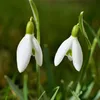 Śnieżyczka - 50 szt - Galanthus elwesii - Cebulki kwiatowe Podgląd zdjęcia produktu 4