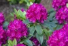 Rhododendron Hybr. 'Renata', rot, 30–40 cm Produktbild-Vorschau 2