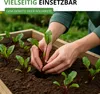 Rote Beete Rote Kugel 2 Samen - Beta vulgaris - Rübensamen Produktbild-Vorschau 5