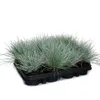 Blauschwingel-Gras - Festuca glauca - Set mit 12 Pflanzen - Produktbild-Vorschau 2