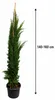 Cupressus sempervirens Totem 140–160 cm | Säulenzypresse | Produktbild-Vorschau 5
