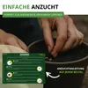Buschbohnen Saxa Samen - Phaseolus vulgaris  - Bohnensamen Produktbild-Vorschau 4