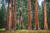 50 ks semien sekvojovca obrovského – Sequoiadendron Náhľad obrázku produktu 1
