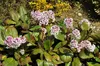 Stauden Gänge 1 x Bergenia cordifolia ‚Beach' - Bergenie - Produktbild-Vorschau 7