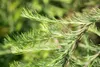 A close-up view of green, needle-like leaves on a branch. Produktbild-Vorschau