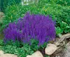 Salvia nemorosa 'Blaukönigin', Steppensalbei, blau, ca. 9x9 Produktbild-Vorschau 1