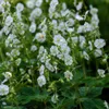 Geranium macrorrhizum White Ness - 6 roslin, srednica 9cm - Podgląd zdjęcia produktu 1