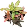 zestaw 4 bromelii ziemnych - Cryptanthus - kolorowa roslina Podgląd zdjęcia produktu 1