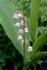 Convallaria majalis 'Rosea', Maiglöckchen, rosa, ca. 9x9 cm Produktbild-Vorschau 2