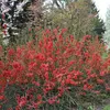 2 x  Zierquitte  - Chaenomeles japonica 'Sargentii'  | Anteprima dell’immagine prodotto 2