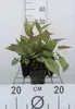 6 x  Aster divaricatus - Herbstaster - Topf 9 x 9 cm Produktbild-Vorschau 3