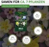 Akelei Mrs. Scott Elliot Mix Samen - Aquilegia x hybrida - Produktbild-Vorschau 3