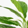 Bloomique - Spathiphyllum Torelli - Friedenslilie - Produktbild-Vorschau 3