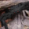 2M Riesen Spinne Tarantula Plüsch Schwarz Halloween Deko Horror Geisterhaus EU 
