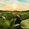 Hühnermist Pellets (10 kg für 100 m2) - Organifer Produktbild-Vorschau 10
