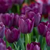 Bloomique - Mix van 20 - Tulipa Purple Mix - Paarse Mix - Voir les images du produit 6