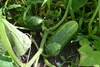 SAFLAX - BIO - Gurke - Vorgebirgstraube - Cucumis sativus - Produktbild-Vorschau 8