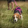 Dingo Hundegeschirre Sled Große L Farbe Rosa Zuggeschirr Produktbild-Vorschau 12