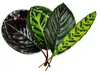 Zestaw 4 cieni do powiek – fantazyjny wzór liści – Calathea Podgląd zdjęcia produktu 3