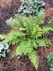 6 x Dryopteris affinis - Goldschuppenfarn - Topf 9 x 9 cm Produktbild-Vorschau 1