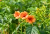 Campsis radicans 'Indian Summer', Trompetenblume, orange, Produktbild-Vorschau 3