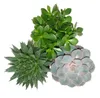 Lot de 3 plantes succulentes - 3 plantes différentes dans Voir les images du produit 2