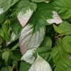 2 x  Flamingo-Strahlengriffel - Actinidia kolomikta  | Produktbild-Vorschau 7