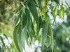 Toraf 10Pcs Eukalyptus Richtige Samen Immergrüner Baum Produktbild-Vorschau 8