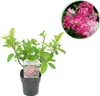 GreenboutiQ - Rispen Hortensie - Hydrangea panniculata Pink Produktbild-Vorschau 2