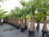 2 Stück Trachycarpus fortunei, 70 - 100 cm Stamm, 210 - 250 Produktbild-Vorschau 8