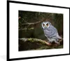 MuchoWow® Gerahmtes Poster Eule - Vogel - Äste - Natur Produktbild-Vorschau 1