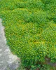 Azorella trifurcata, Polsterpflanze, ca. 9x9 cm Topf, Produktbild-Vorschau 2