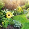 Giardino fiorito a girandola Anteprima dell’immagine prodotto 2