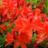 Azalee Rot - Azalée Knaphill  | 40-50 cm en pot Voir les images du produit 1