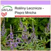 SAFLAX - Pieprz Mnicha - 30 Nasiona - Vitex agnus-castus Podgląd zdjęcia produktu 10