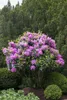 Rhododendron 'Roseum Elegans', rosa Blüten, 30–40 cm Produktbild-Vorschau 5