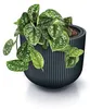 Pflanztopf Milly Kunststoff Ø 39,1 cm H 32,1 cm anthrazit Produktbild-Vorschau 8