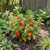 Bloomique - Lot de 6 - Physalis alkekengi franchetii - Voir les images du produit 3